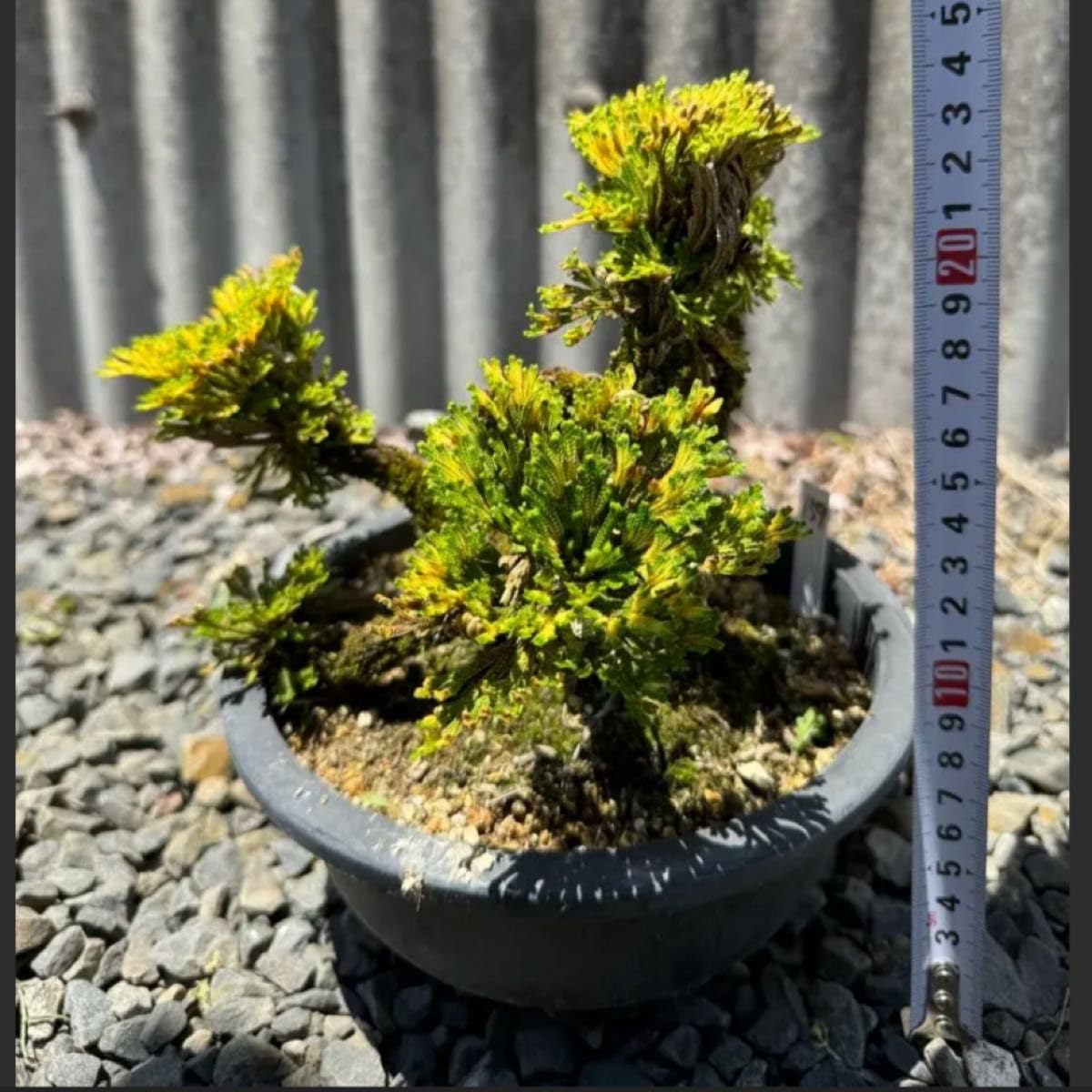 Amazon.co.jp: 15年物 岩松 イワヒバ 岩ヒバ 盆栽 山野草 高山植物 159