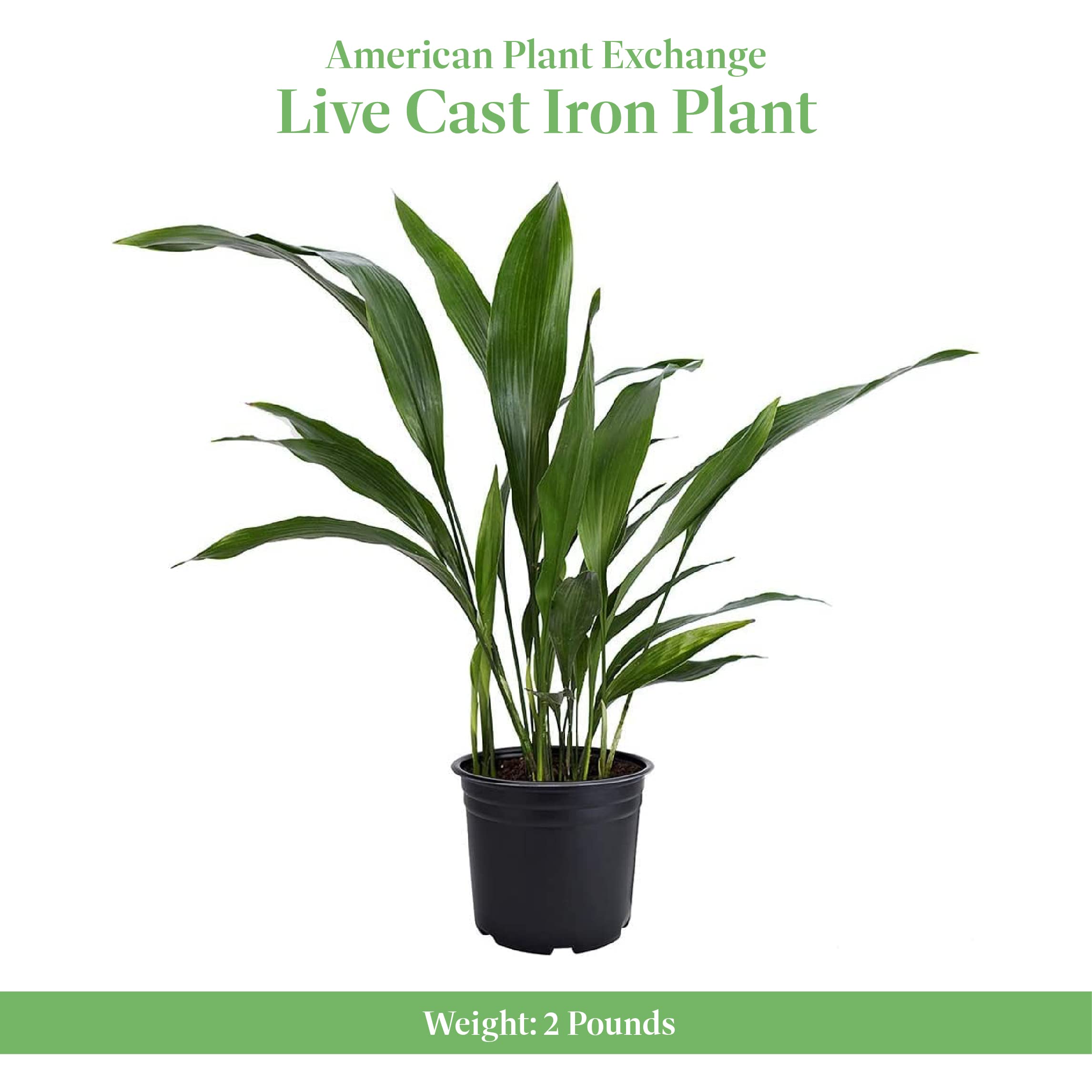 Amazon.com : American Plant Exchange Cast Iron Plant  Live 6-Inch Potted  Evergreen, Low-Maintenance Hardy Houseplant, Drought-Tolerant & Low-Light  Indoor Plant for Home, Office & Shade Gardens : Patio, Lawn & Garden