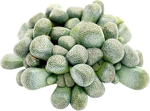 Miniatura 2 de Aloinopsis Schooneesii Succulent a la venta  Cuidado de las suculentas (3 pulgadas)