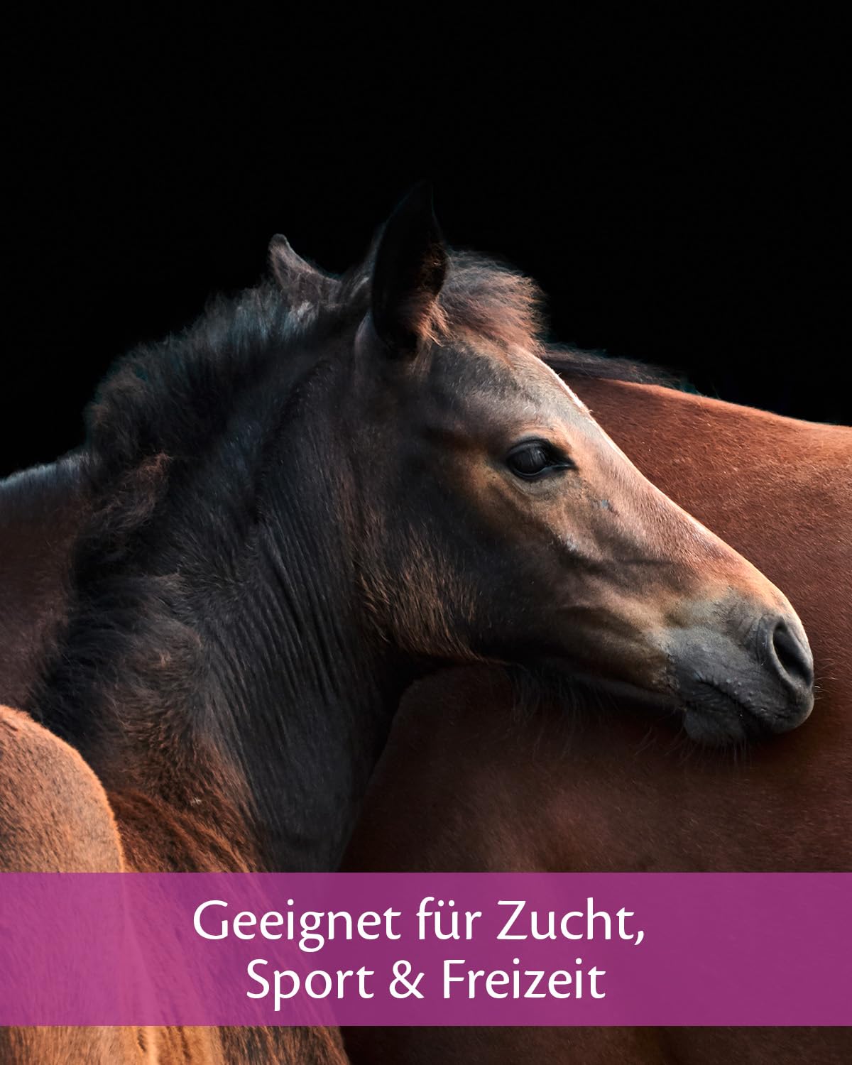 EQUISTRO® Betamag Forte, mangime complementare per cavalli con magnesio e zinco, per ridurre i comportamenti indesiderati, favorisce il benessere e l'equilibrio, qualità premium, 1 l