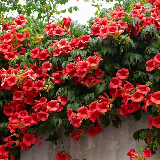 You Garden - Campsis Red Trumpet in a 2L Pot 60cm Tall Hardy Climbing Plants for Gardens - Trumpet Vine Plants Supplied as an Established Plant Ready to Plant Out