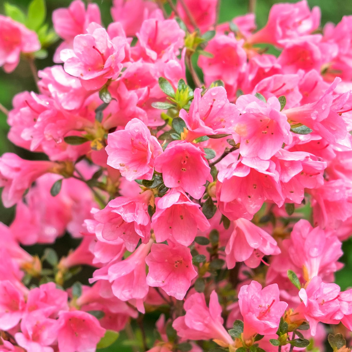 Amazon.com : Coral Bells Azalea Shrub, Pink Blooms, 3 gal. Grower