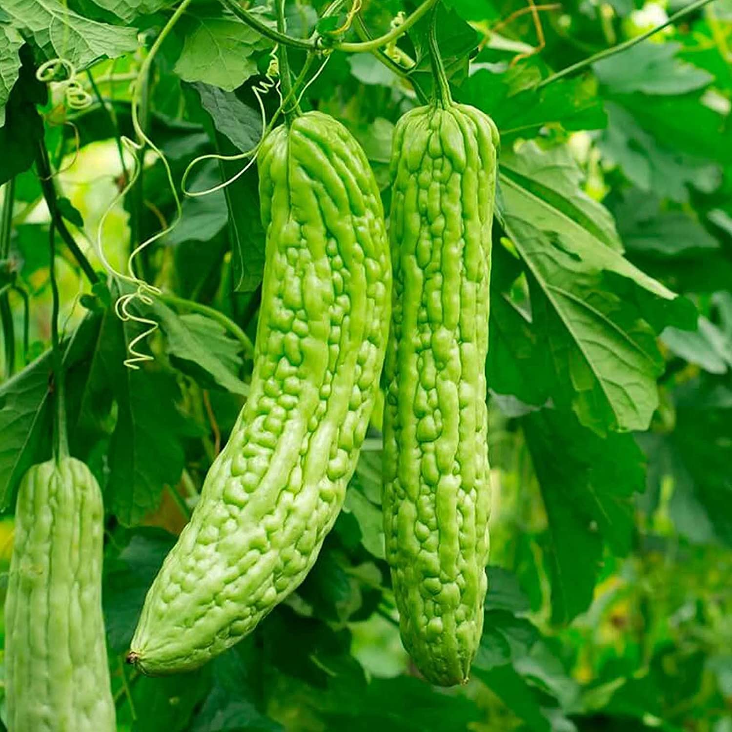 Leafy Tales Bitter Gourd Seeds for Kitchen Gardening, 25 seeds