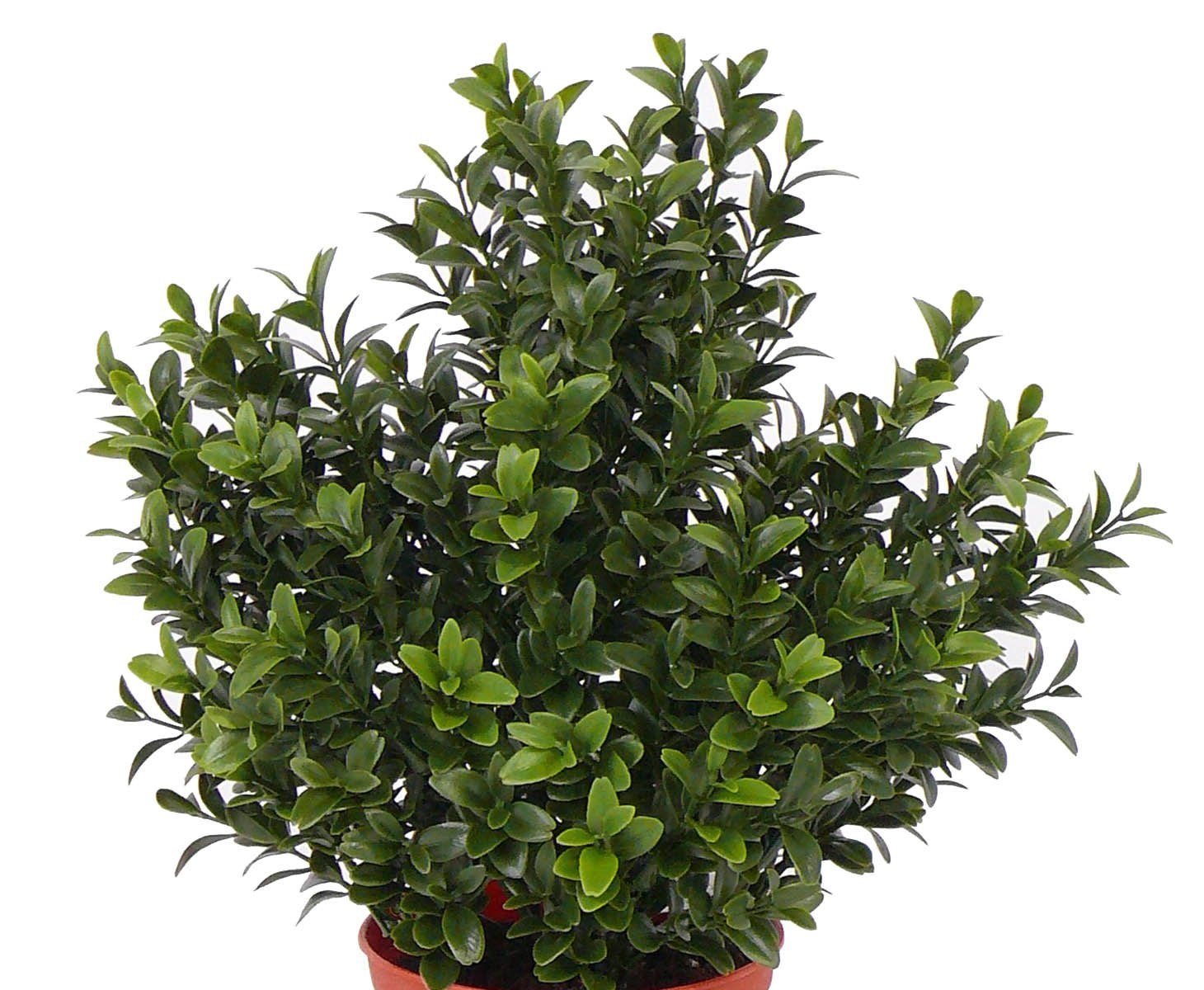 monstera thai constellation obi Monstera