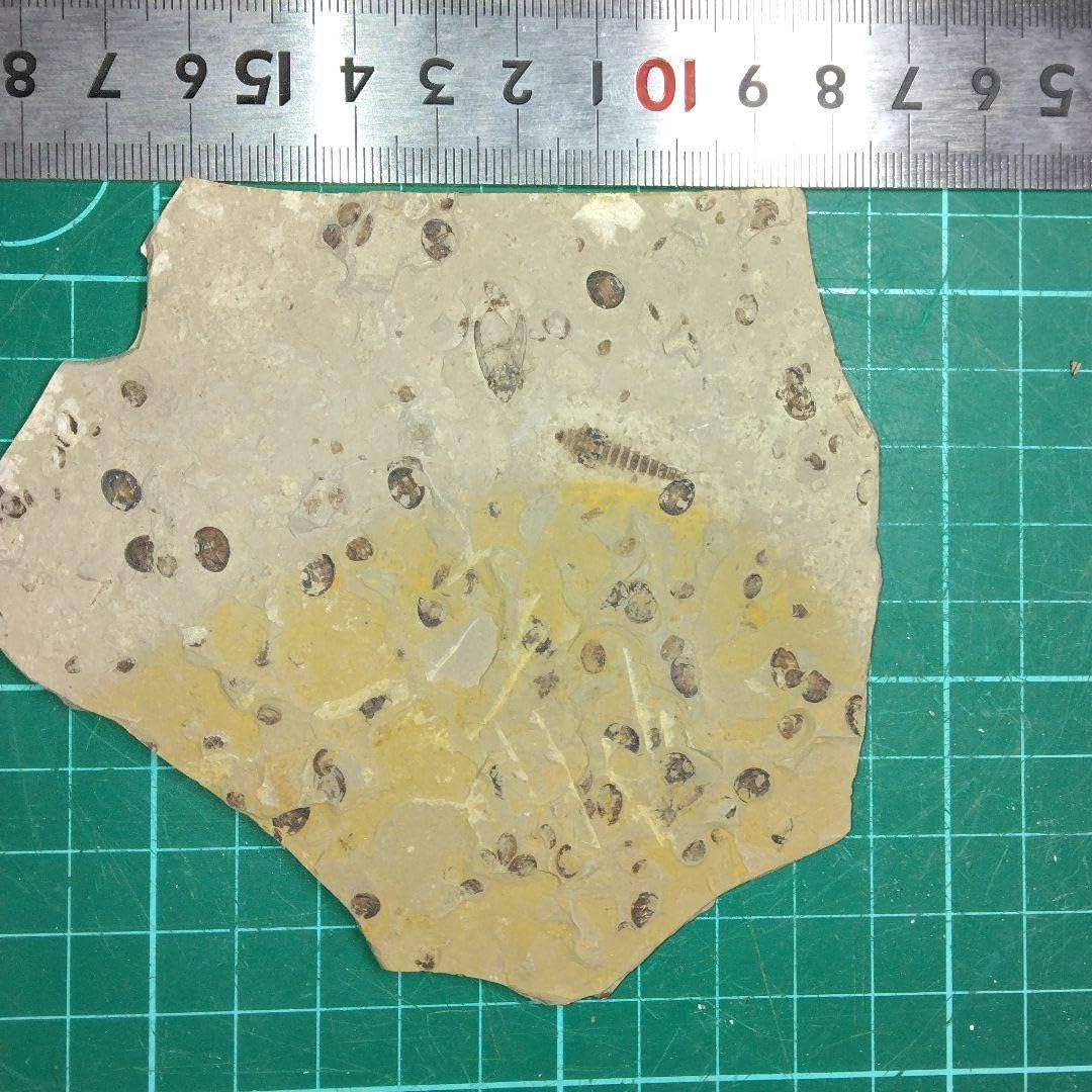 ロードラナイト?NWA3341（Primitive achondrites）隕石 ウルトラ希少