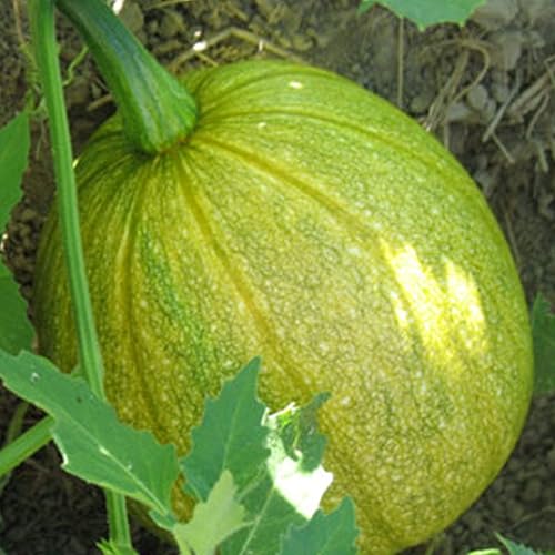 Semillas de calabaza Tatume  14 libra a granel  1,000 semillas  Semillas heredadas, polinizadas abiertas, sin OMG, semillas de jardinería agrícola y