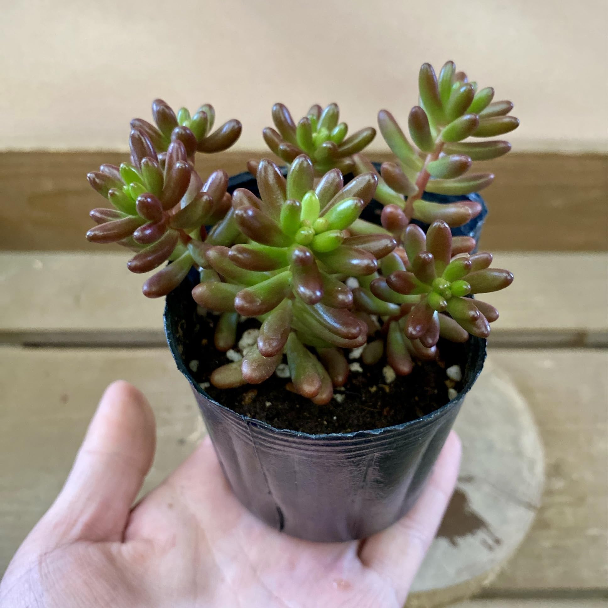 Amazon｜多肉植物 セダム 虹の玉 2ポットset｜観葉植物 オンライン通販