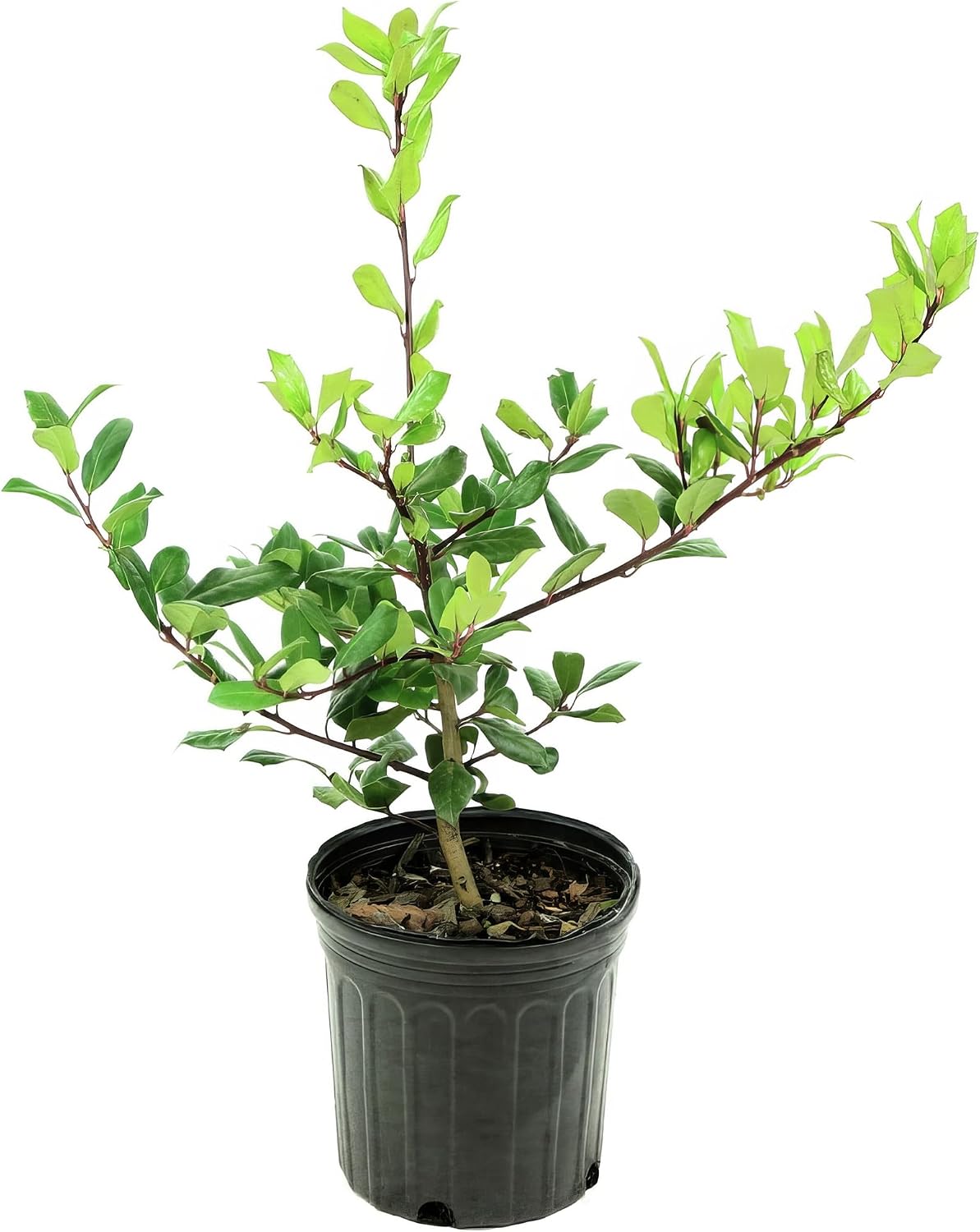 Holly Nellie R. Stevens Shrub – Dark Dense Foliage Grows Up to 6 ft Tall in 3 Gal Grower Pot – Natural Pyramidal Shape Plant for Formal Hedges, Borders & Topiaries, USDA Zones 6–9, 1-Pack