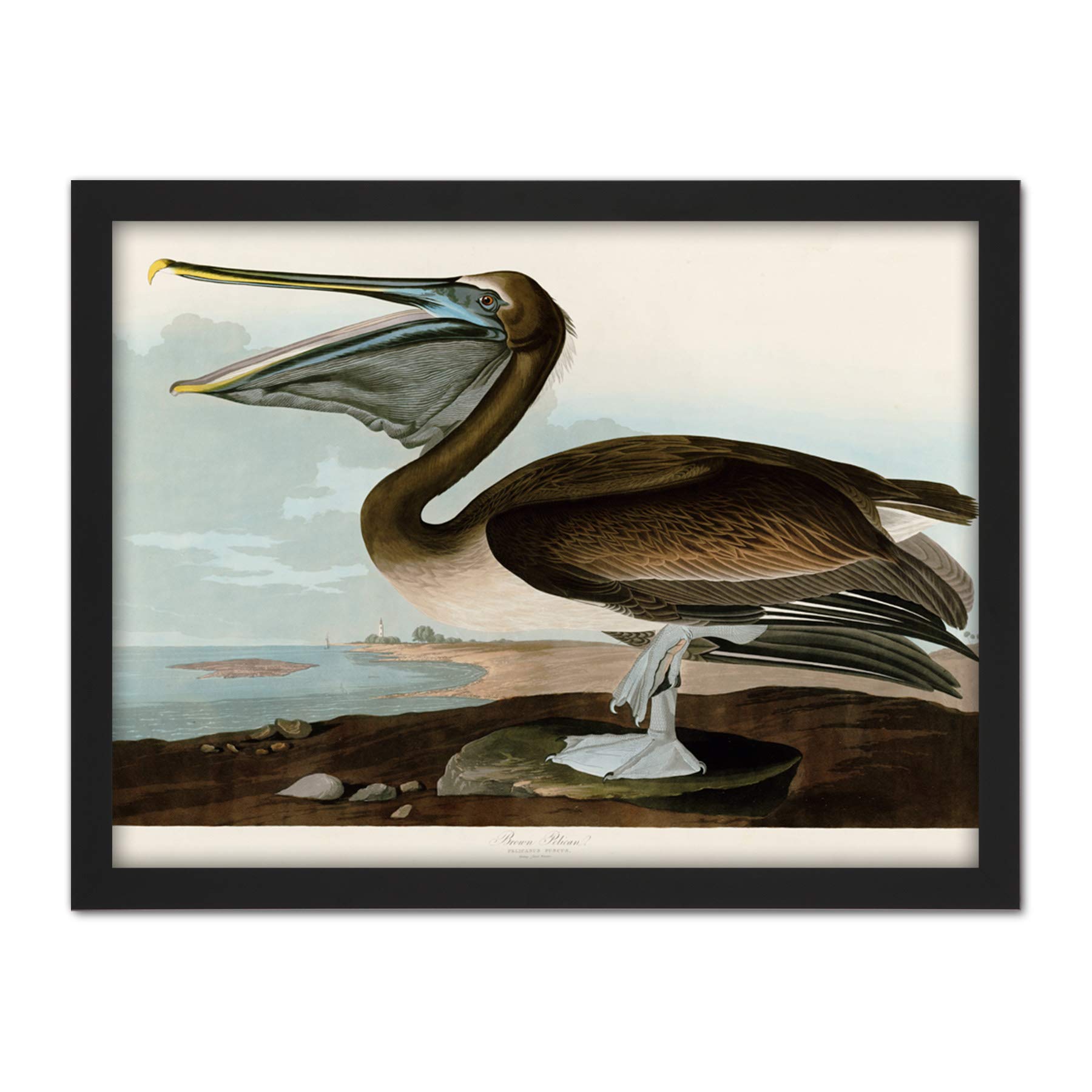 Artery8 Audubon Birds Pelican Brown Painting Artwork Framed Wall Art Print 18X24 Inch