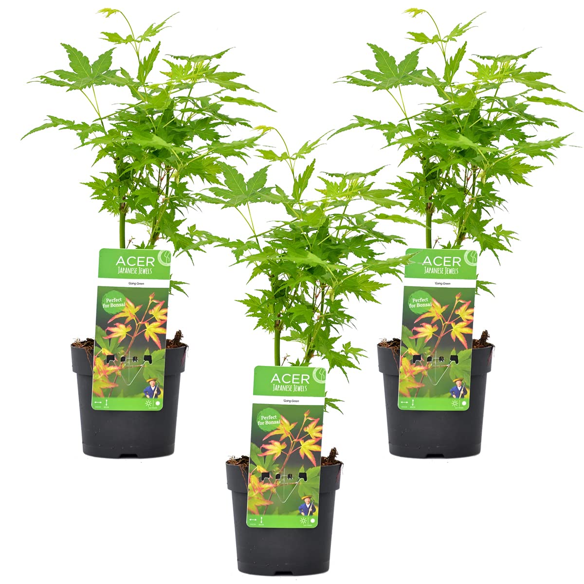 3 x Acer palmatum "Going Green" Japanese Maple Shrub Hardy  13 cm 20-25 cm  : Amazon.com.be: Garden