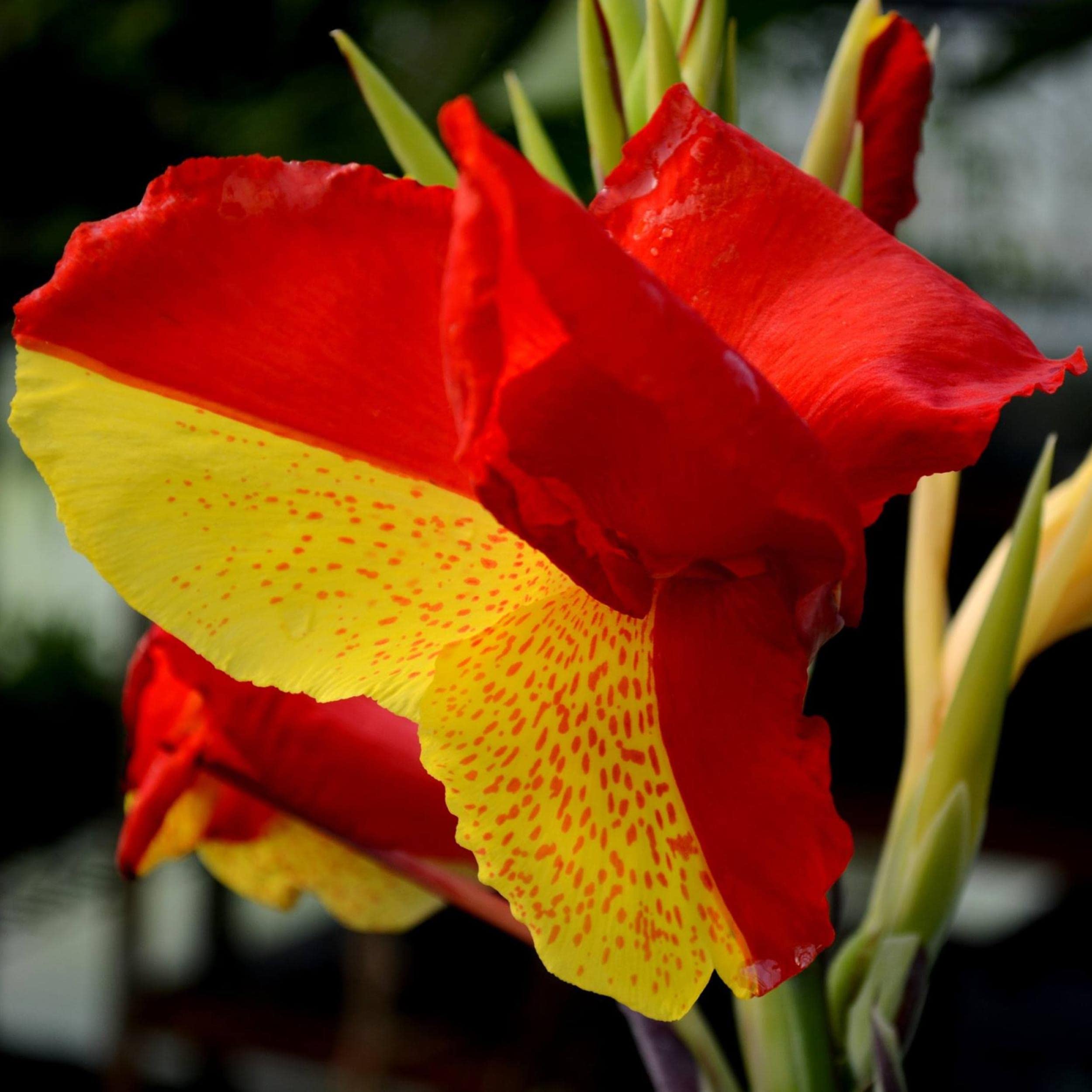 Chalily Canna Cleopatra