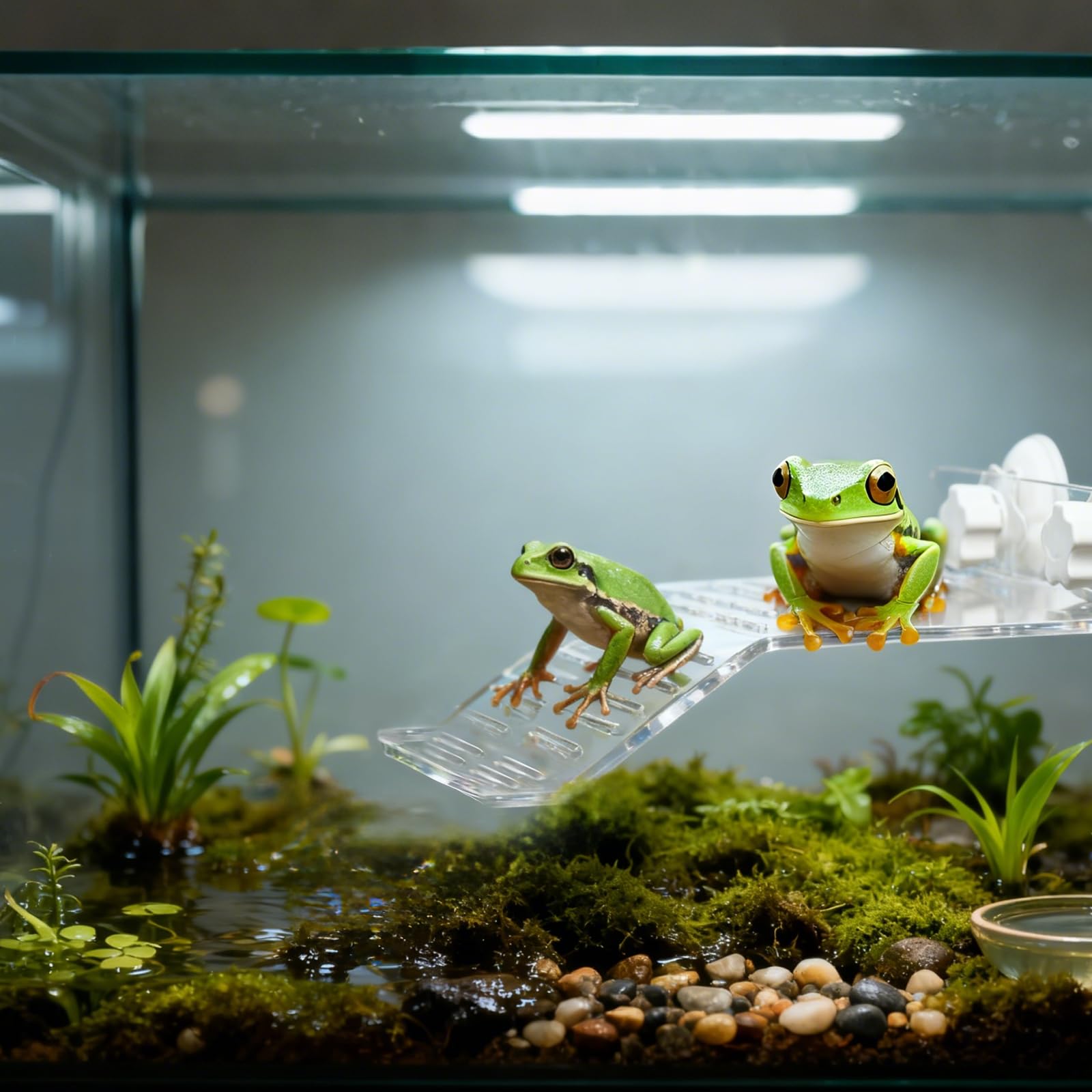 Plateforme pour Tortue, Gamelle Tortue Terrestre, Nourriture pour Bol pour Reptiles en Feuilles, Convient aux Petits Reptiles, Tortues, Salamandres, Serpents et Lézards