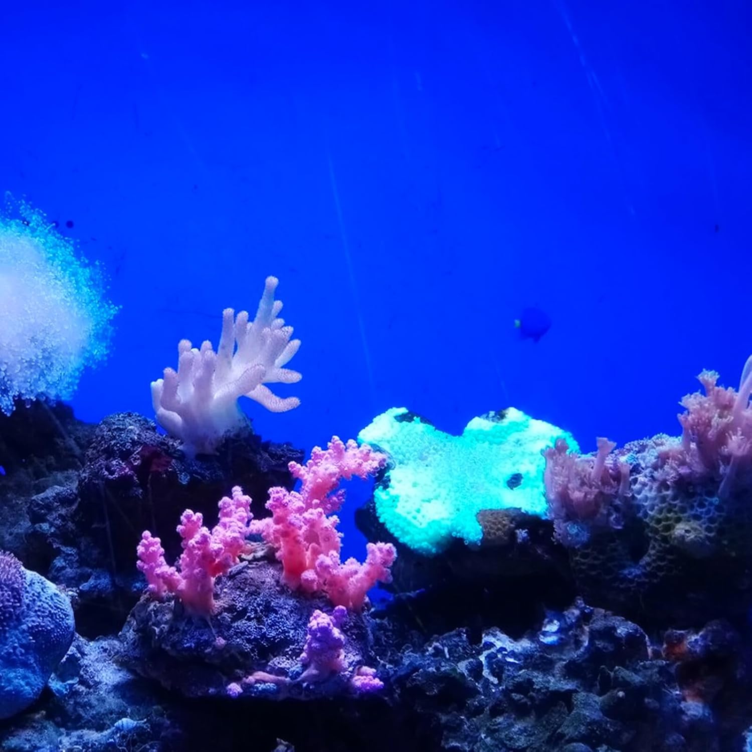 Aquarium Background Sticker Self-Adhesive PVC Fish Tank Backdrop Roll 45cm Height 10m Length Blue Adhesive Aquarium Wallpaper for Fish Tank Decoration