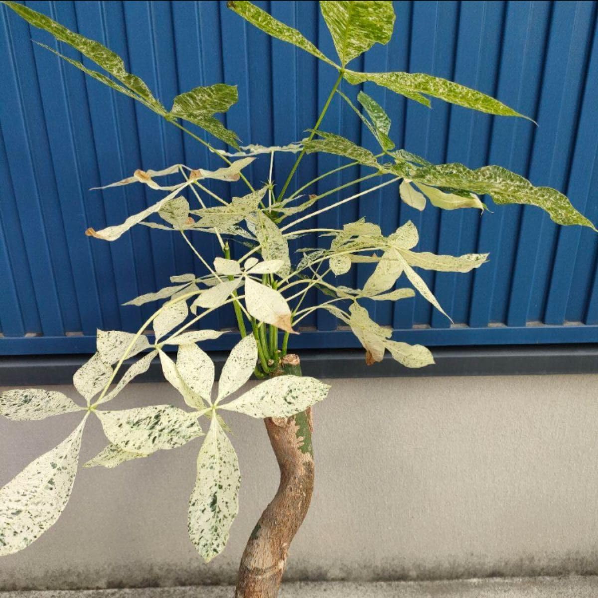 パキラ ミルキーウェイ 130センチ 白勝ち 8寸 ボリュームあり。 お買い得！ パキラ ミルキーウェイ 130センチ 白勝ち 8寸 ボリュームあり