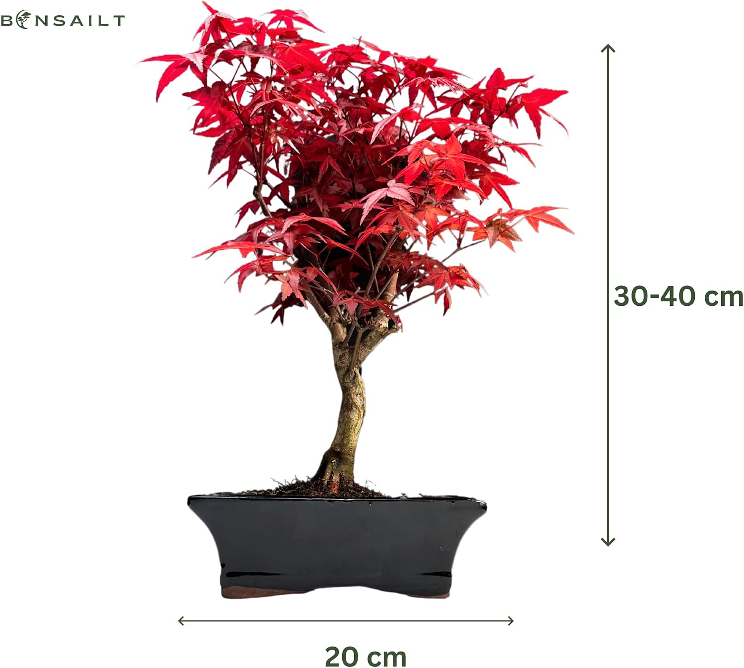 Bonsai DE - Bonsai Baum Japanischer Fcherahorn - Costa Rica | Ubuy