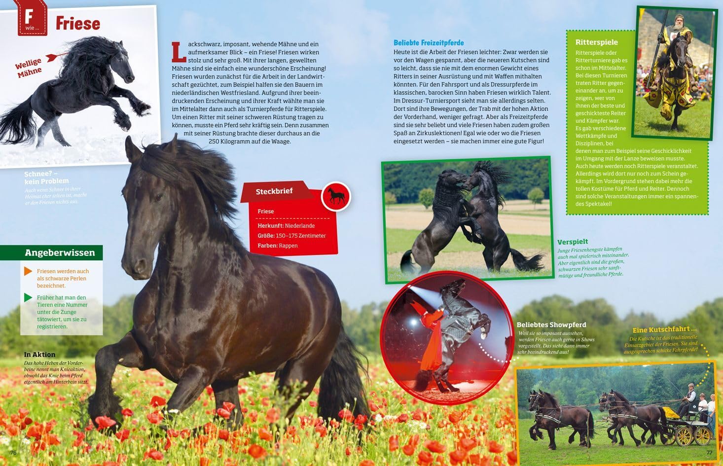 Was ist was: Pferde und Ponys: mehr als 100 Pferderassen und ihre Besonderheiten, über 650 Fotos!