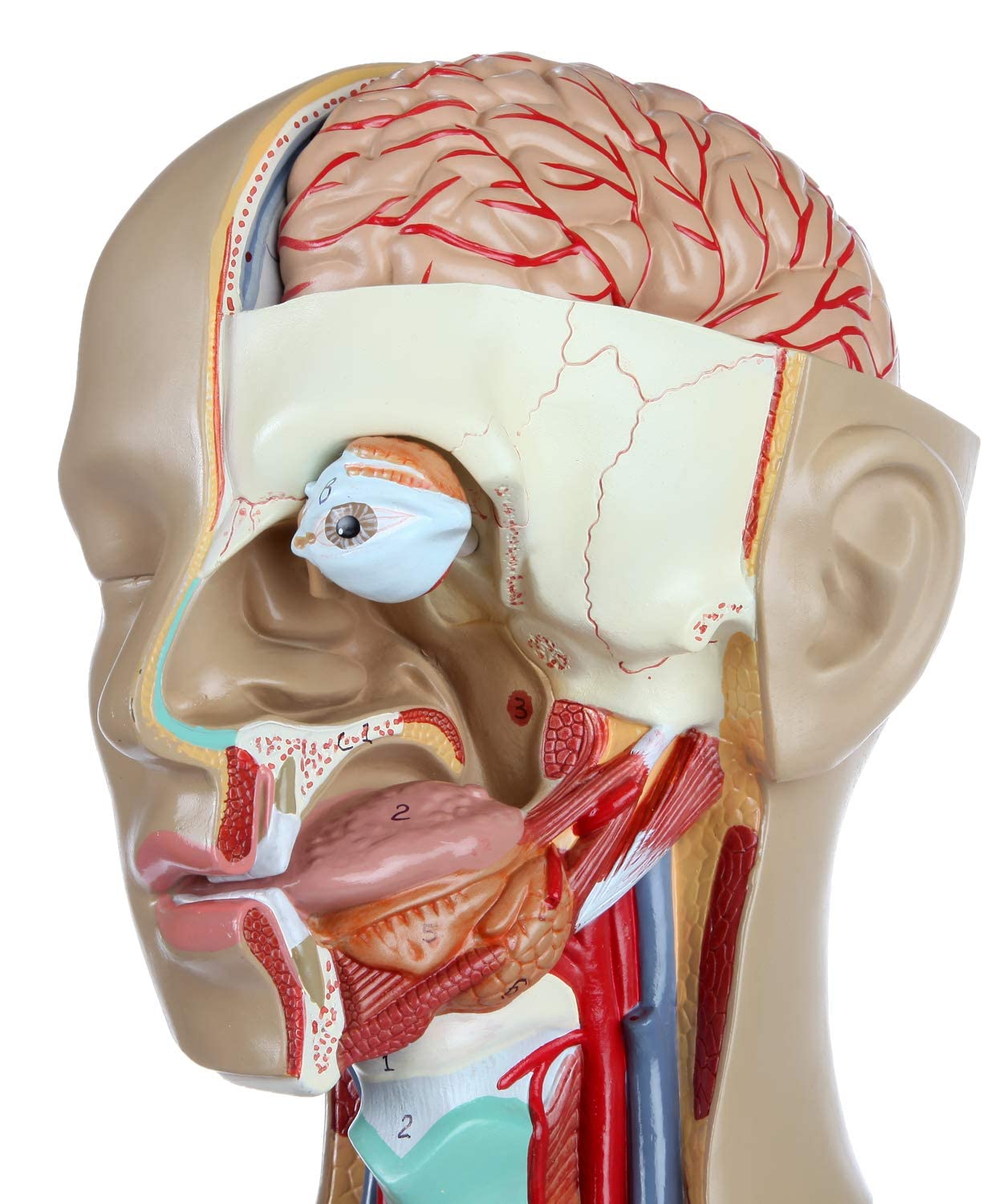 85 Cm Wysoki Anatomiczny Ludzki Torsomodel 18 Zdjętnych Modeli Narządów Wewnętrznych Bezpłciowy Torso Z Otwartym Plecami Model Struktury Narządów Ludzkiego Ciała