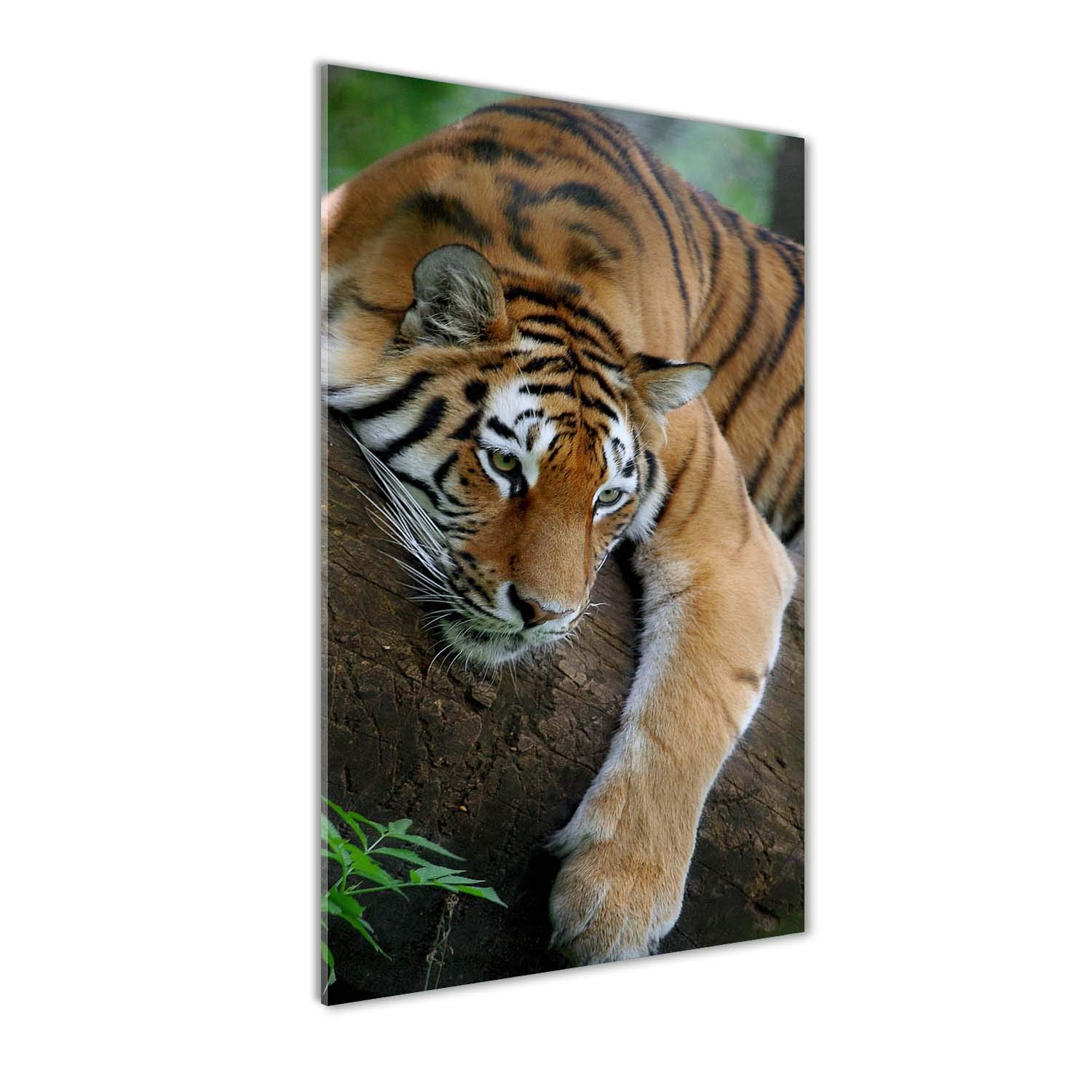 Image sur verre acrylique Tulup 50x100 - Tableau animaux tigre orange mural