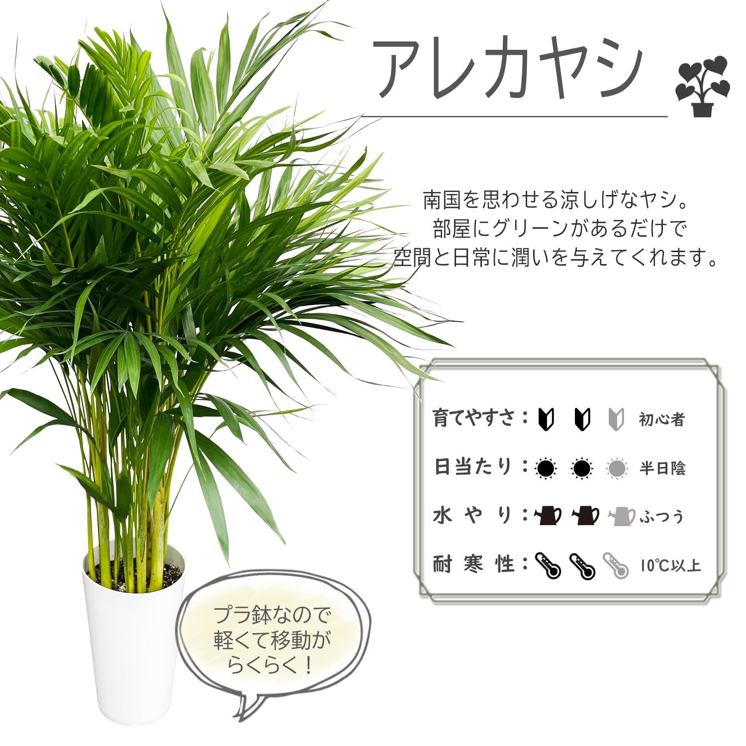 Amazon｜花のギフト社 アレカヤシ 観葉植物 本物 大型 ヤシ 7号 観葉