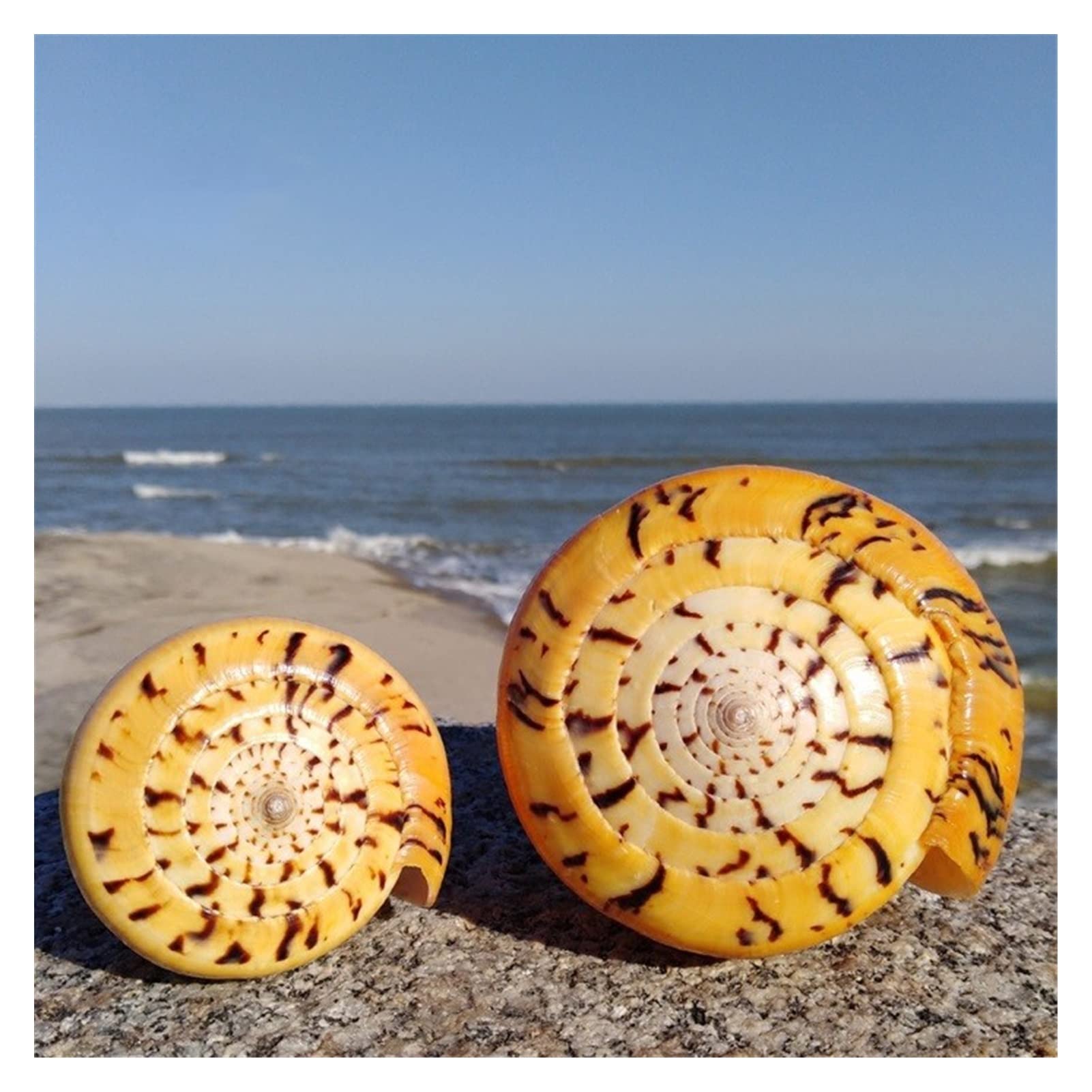 大きい貝殻 513VEthYYvL._UF350,350_QL50_.jpg