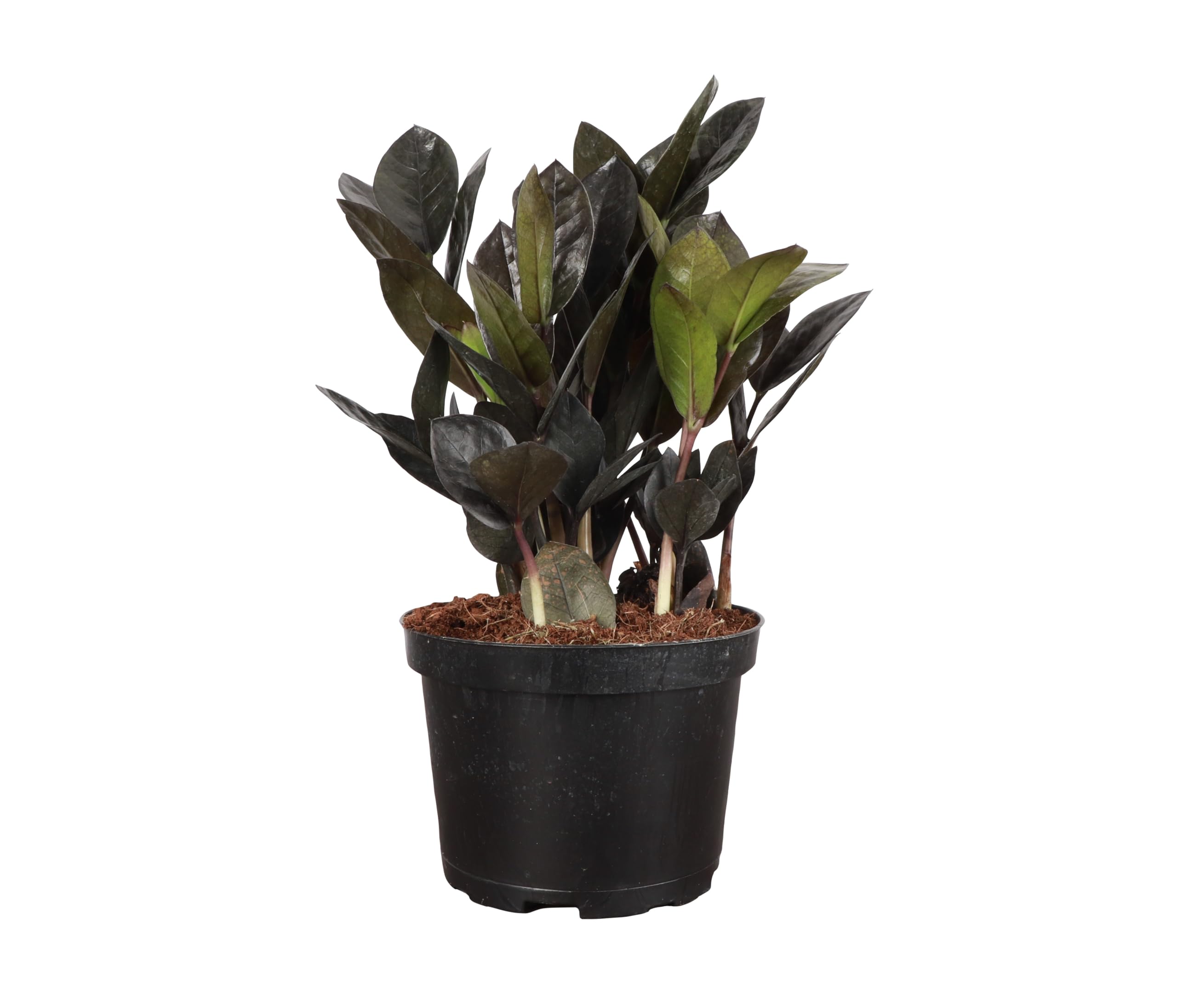 Thorsen's Greenhouse Live Black Raven ZZ Plant