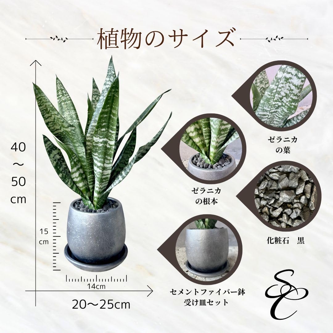 Amazon｜SUZUHA 観葉植物 本物 サンスベリア ゼラニカ 5号 セメント