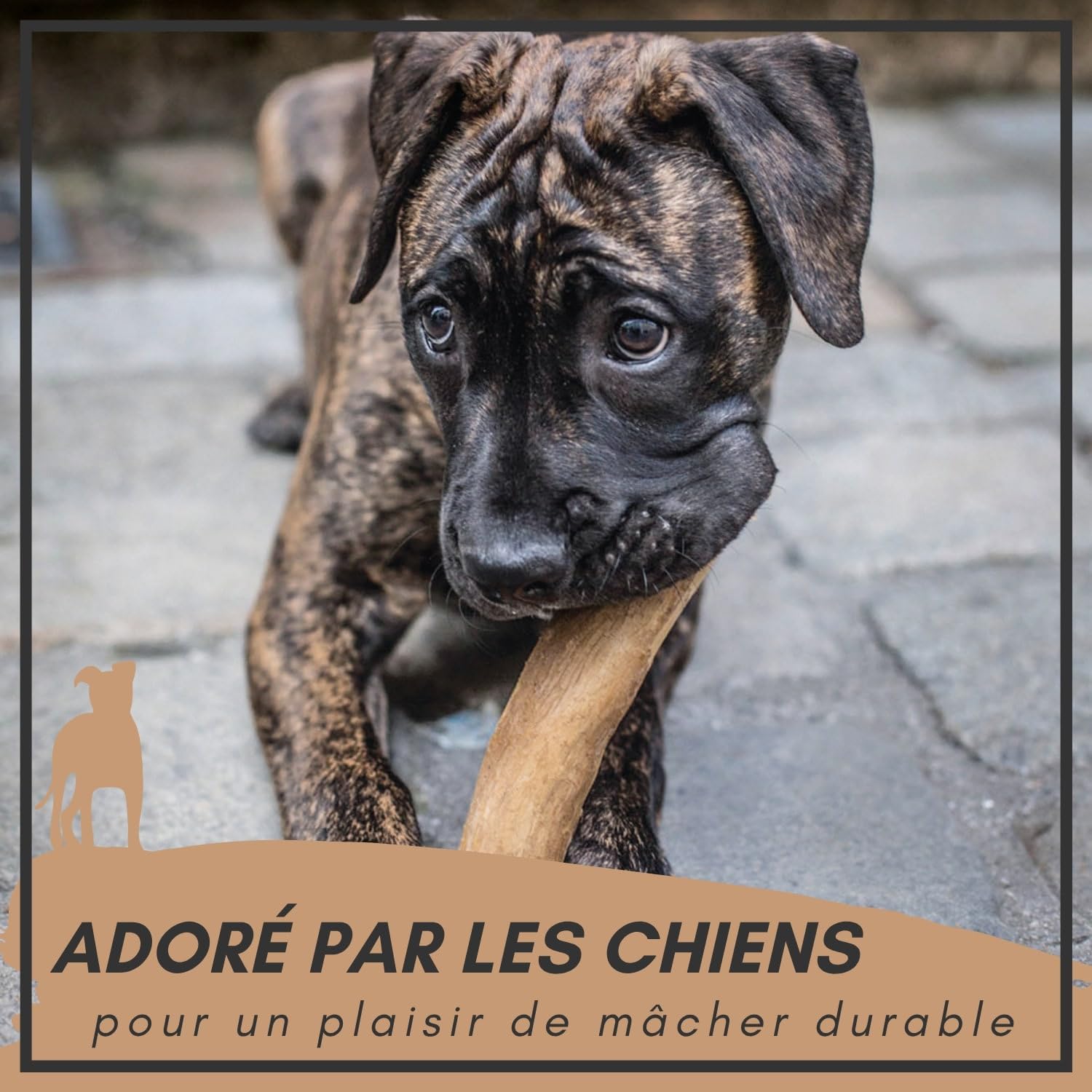 Supravit Os à Naturel en Bois de café pour Chiots XS | Plus qu'un bâton – Jouet à mâcher passionnant pour Chiot & activité Durable | Bâton à mâcher en Bois pour Chiots