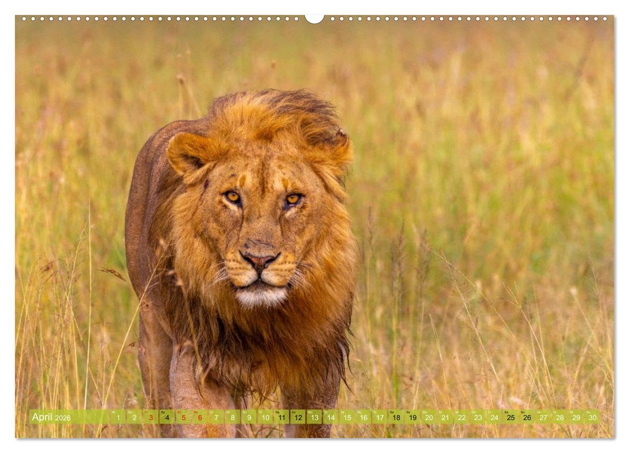 Das südliche Afrika 2026 (hochwertiger Premium Wandkalender 2026 DIN A2 quer), Kunstdruck in Hochglanz: Ein Kalender, der die Magie des südlichen Afrika einfängt (CALVENDO Orte)
