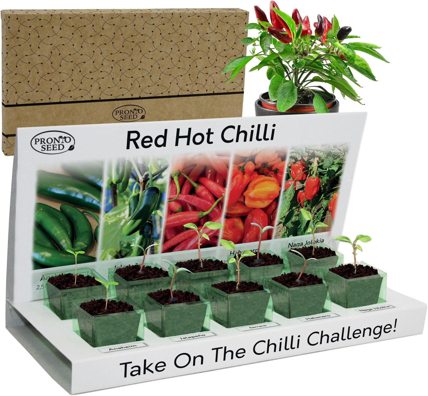 Pronto Seed Grow Your Own Chilli Plant Kit with 5 Seeds Varieties - Indoor Growing Set with Sustainable Packaging Display - Gift for Women, Men - Beginner-Friendly (Chilli Kit)