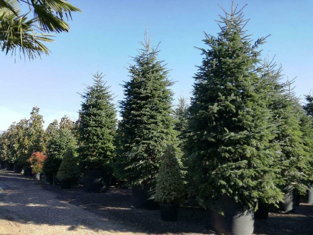 Abete del Caucaso "Abies nordmanniana" Albero di Natale in mastello ø40 cm h. 100/120 cm