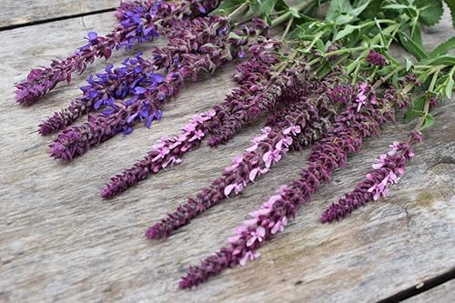 Miniatura 5 de Salvia de jardín (Salvia Officinalis) Hierbas sin OMG para plantar