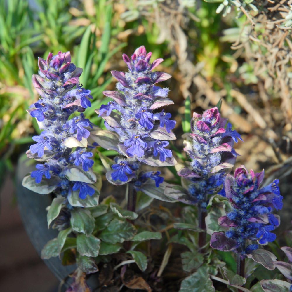 Ajuga reptans 'Burgundy Glow' - Low-Maintenance Perennial Ground Cover with Silvery Foliage - Weed-Smothering Carpet - Deep Blue Flowers - 1x 1 Litre Potted Plant By Thompson & Morgan