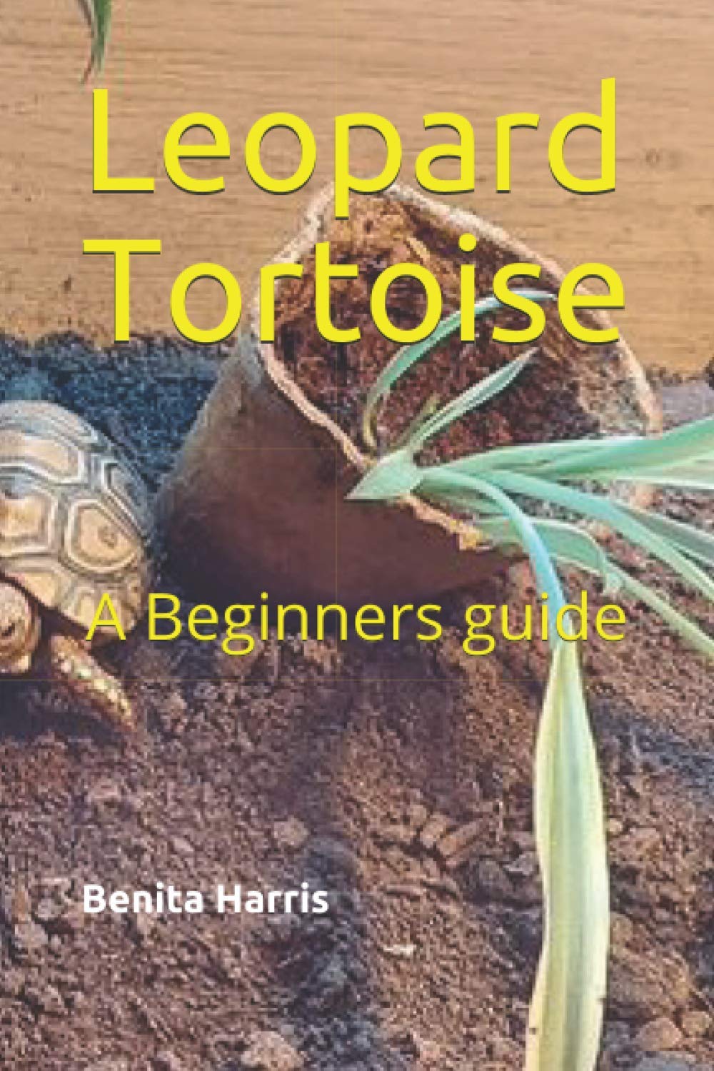 Leopard Tortoise: A Beginners guide