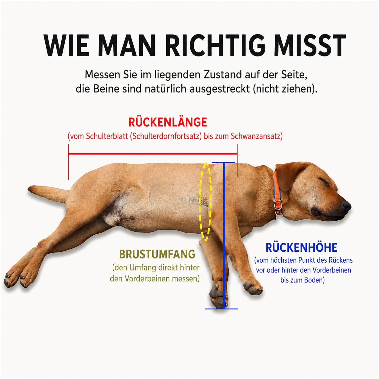 Verstellbarer 4-Rad-Hunderollstuhl Für Vorder- Und Hinterbeine – Leichte Mobilitätshilfe Für Verletzte, Behinderte Oder Ältere Hunde – Passend Für Kleine Bis Große Rassen(4wheel,L)