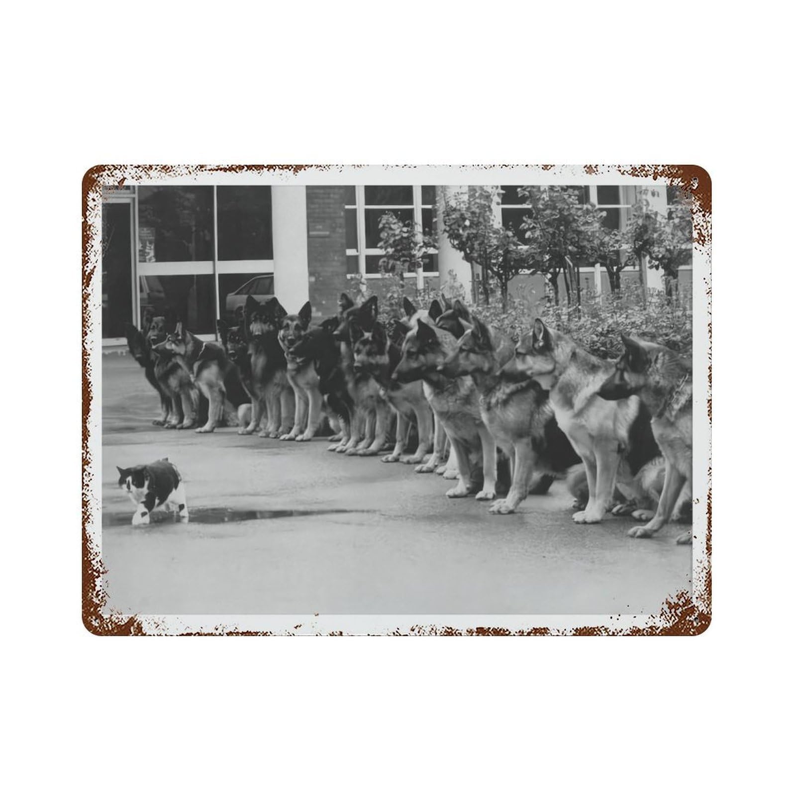 xiaoxiaoshen German Shepherds Staring at Cat Wall Decor Art Metal Tin Poster Modern Home Decor Art Home Bar Shop Decorations Vintage Sign 30x40cm