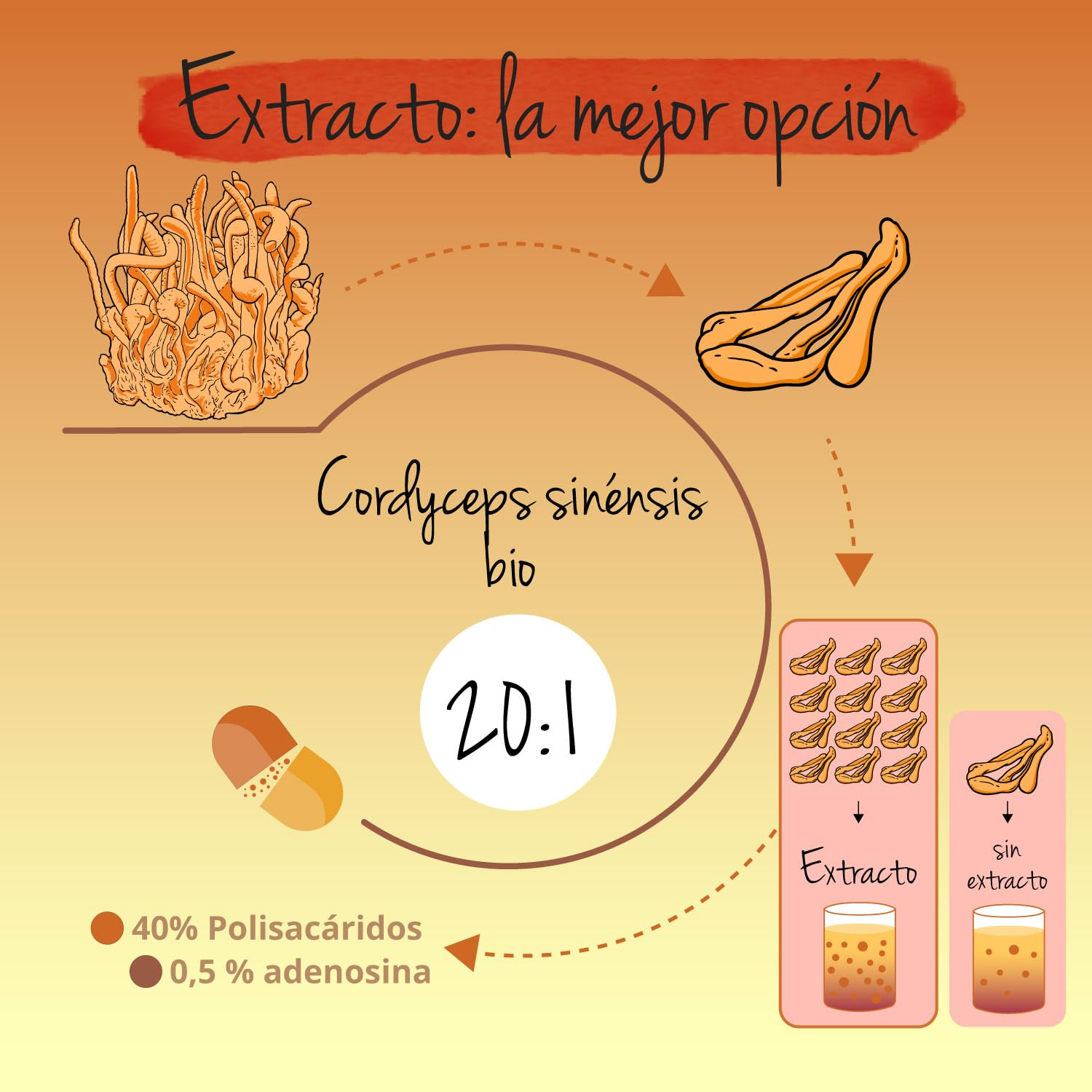 Cordyceps Sinensis Ecológico | 13000 mg (20:1) | Extracto Real CS-4 | 40% Polisacáridos + 0,5% Adenosina | 60 Cápsulas para 2 Meses | Energizante y Vigorizante | Sin Aditivos y Vegano | Vegavero