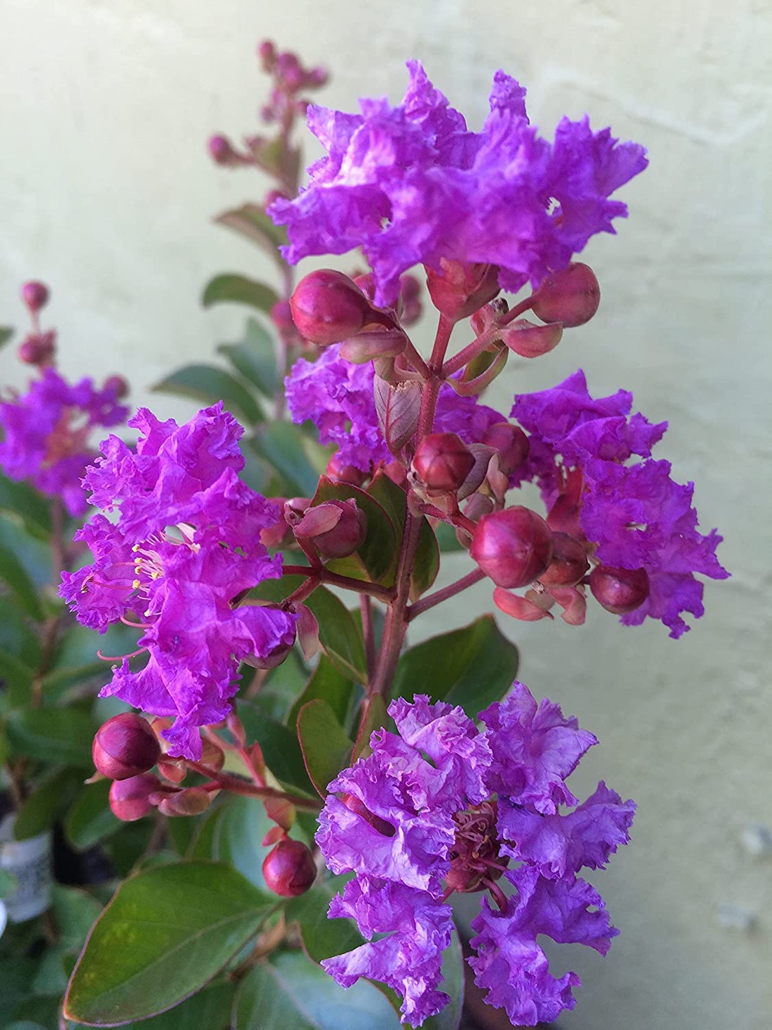 Bhumi Enterprise Beautiful Purple Lagerstroemia,Furush Flower Plant, Special Variety" (B0BZW1H2YG) Amazon Price History, Amazon Price Tracker