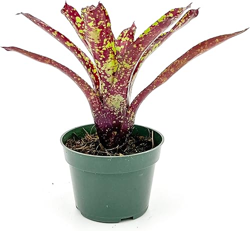 Plantas vivas  Bromelia Vrisea Mint Julep, maceta de 4 a 8 pulgadas en 4 pulgadas  1 unidad  Llegada viva garantizada  Plantas de interior para