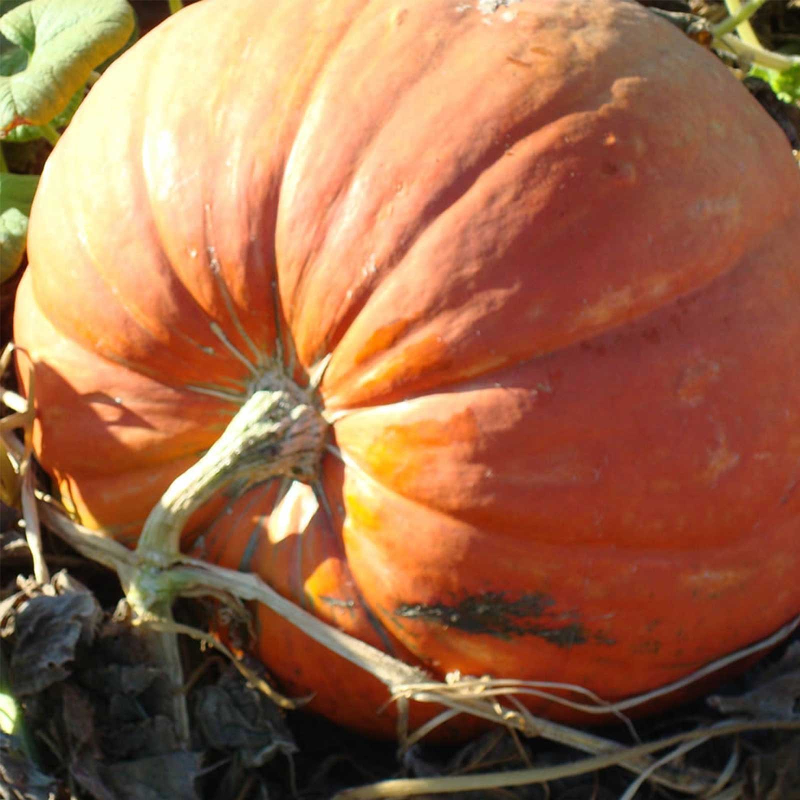 Amazon.com : Pumpkin Garden Seeds - Baby Max Pumpkins - 8 g Packet