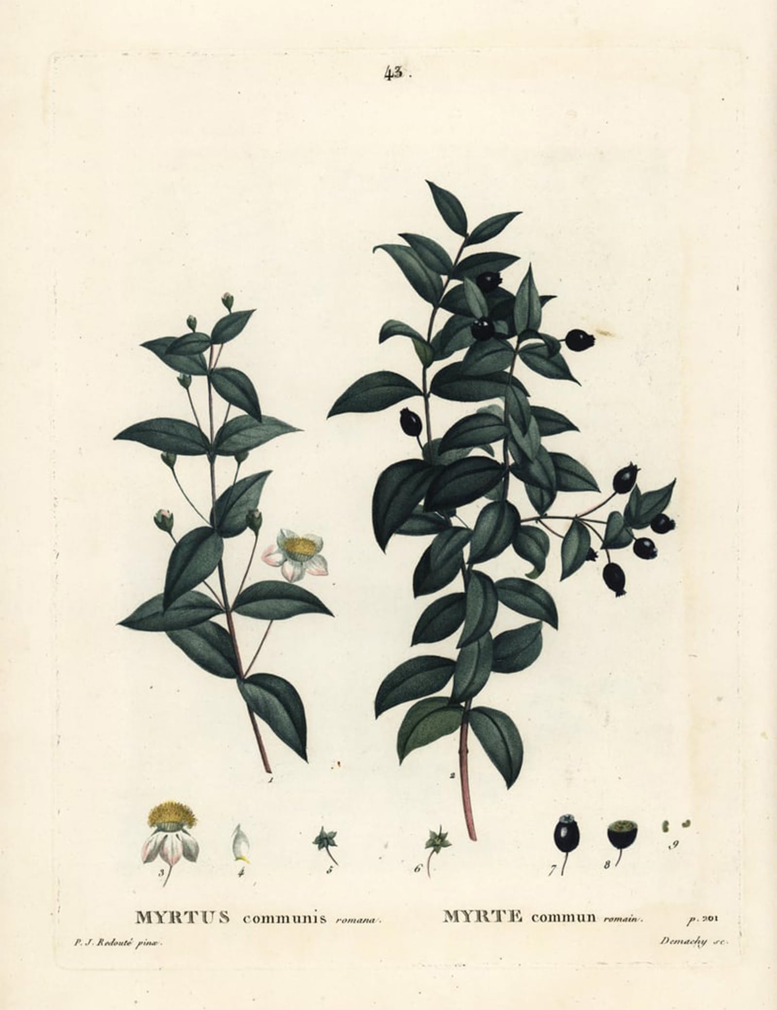 POSTERIIk Famous Print Pop Art Wall Art Graffiti Common myrtle Myrtus communis by Pierre Redouté Art Prints for Home Decor 60x90cm