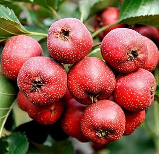 20 Pcs Hawthorn Fruit Tree Seeds Red Color Pereninal Plant Fruit Hawthorn Seeds
