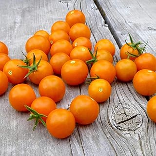 Suttons Tomato Seeds - F1 Sungold, Tomato Seeds, Lycopersicon esculentum, 10 Seeds per Pack, Grow Your own, Ideal for beds, Borders, Patio pots, containers, Greenhouse.