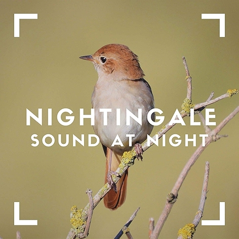 Night Time Bird Sounds