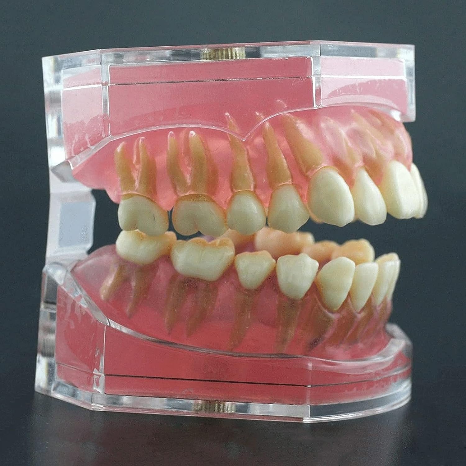 Model zębów demonstracyjnych dentystycznych, model zębów dentystycznych, odłączana nauka, z miękką gumą i 28 szt. zdejmowanych zębów, standardowe nauczanie, do nauczania stomatologii,