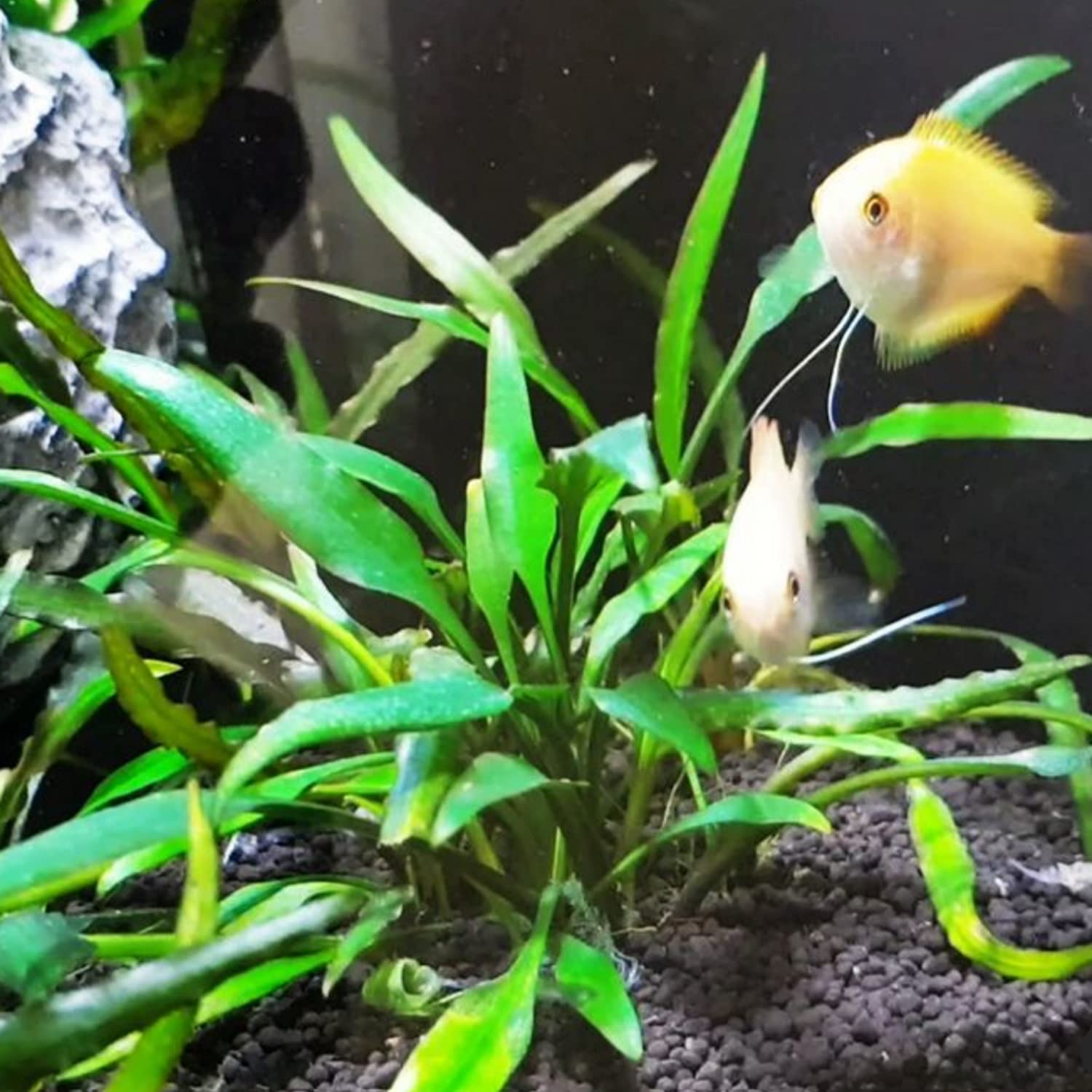 Cryptocoryne Lucens Live Aquarium Plant – Buy 3 Get 1 Free! Freshwater Aquascape Plant