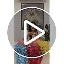 Image of SATYAM KRAFT 6 Pcs (43.2 inch) Artificial Wisteria Vine Garland | Long Silk Hanging Flowers String for Wedding Decoration Items, Shaadi Mandap, Christmas Party, Festival Event & Home Decor (Peach)