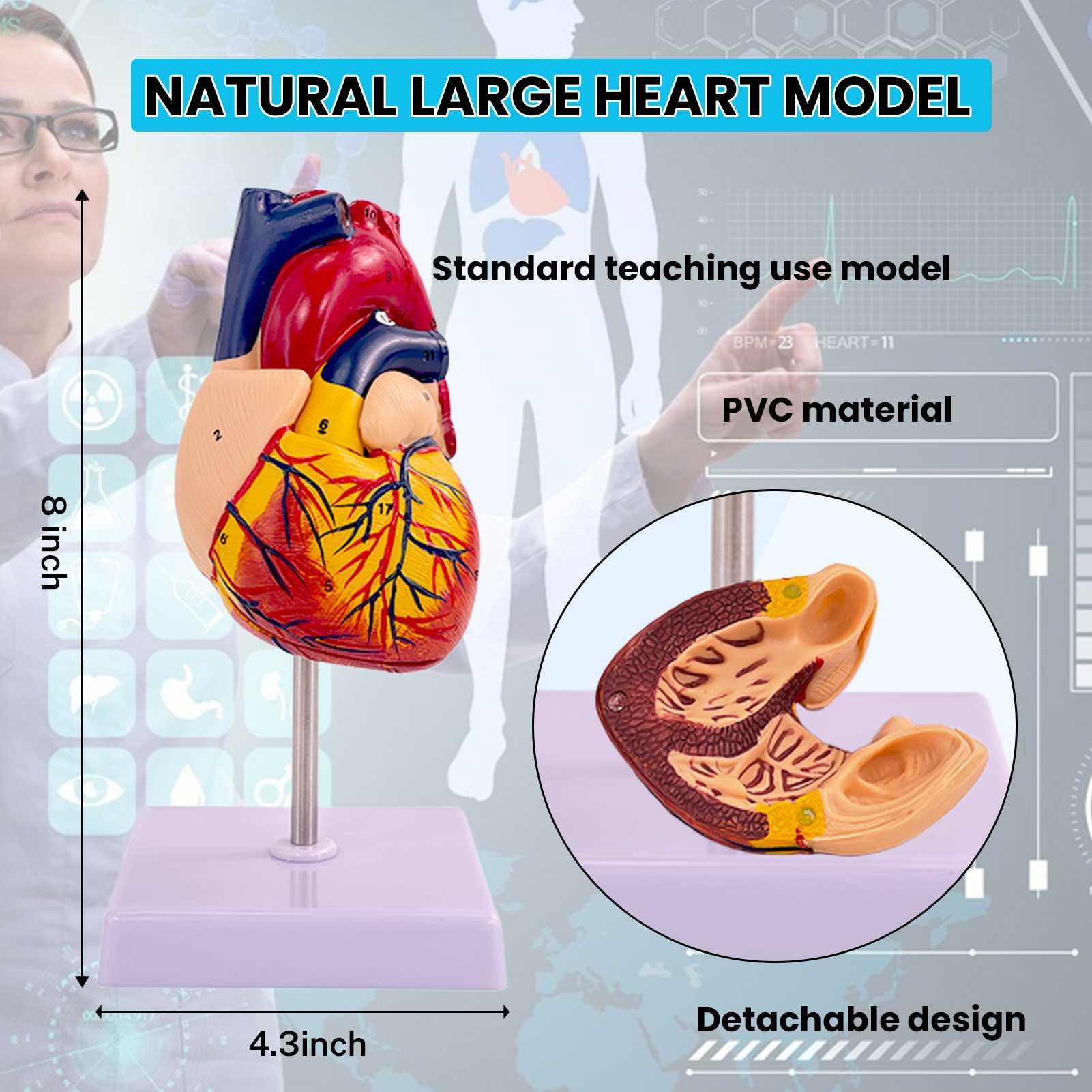 Modelli di Anatomia Umana - Set di 3 (Scheletro, Torso, Cuore) per Lo Studio dell'anatomia Umana