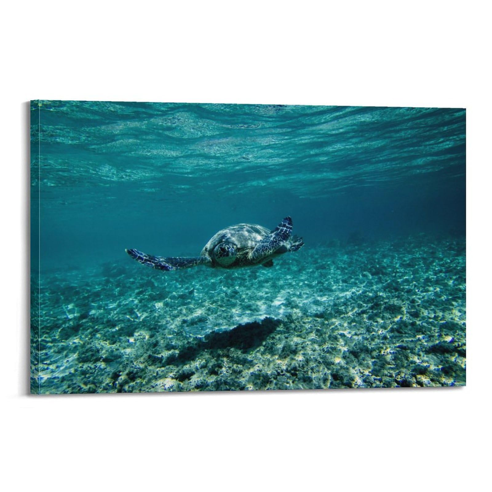 CXHJCA Sea Life Poster Eretmochelys Imbricata Poster Decorative Painting Canvas Wall Posters And Art Picture Print Modern Family Bedroom Decor Posters 20x30inch(50x75cm)