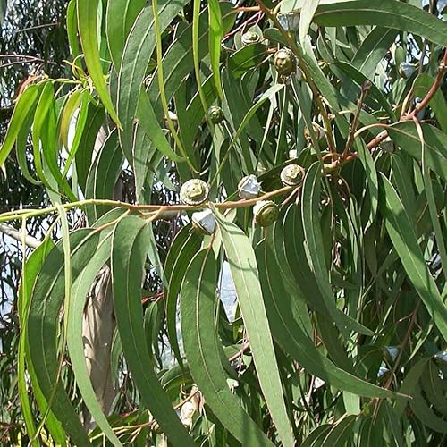 Palm Beach Medicinal Herbs - Eucalyptus (Eucalyptus globulus) - Packet