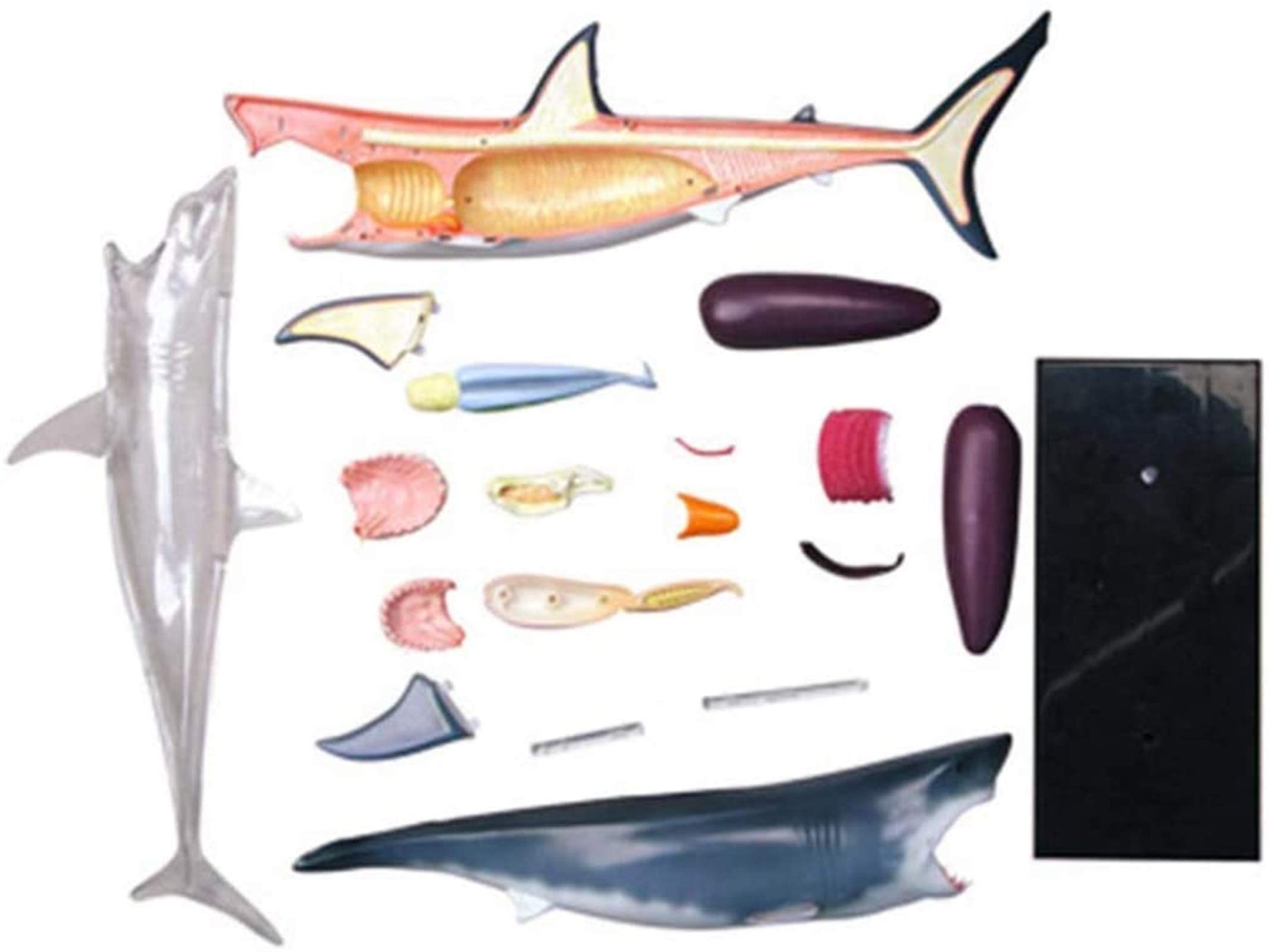Modell Medizinisches Lehrmodell Haifisch Anatomie-Modell - Tieranatomyisches Modell - 20 abnehmbare Organe und Körperteile Biologie Unterrichtsmodell - für Studienanzeige Lehre